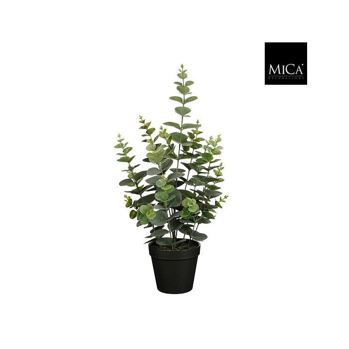 Eucalyptus Í Potti 53X23Cm