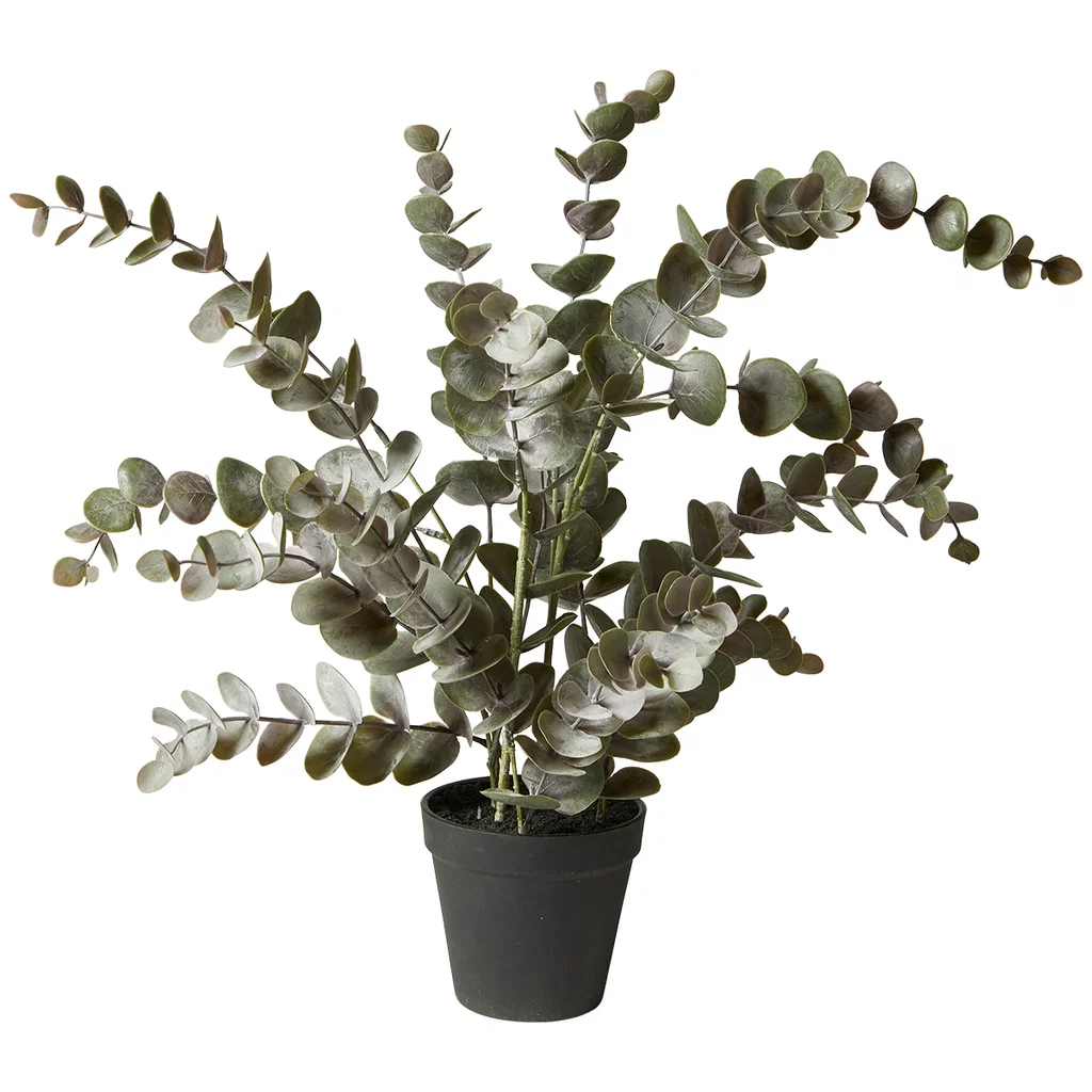 Eukalyptus Planta 54 Cm