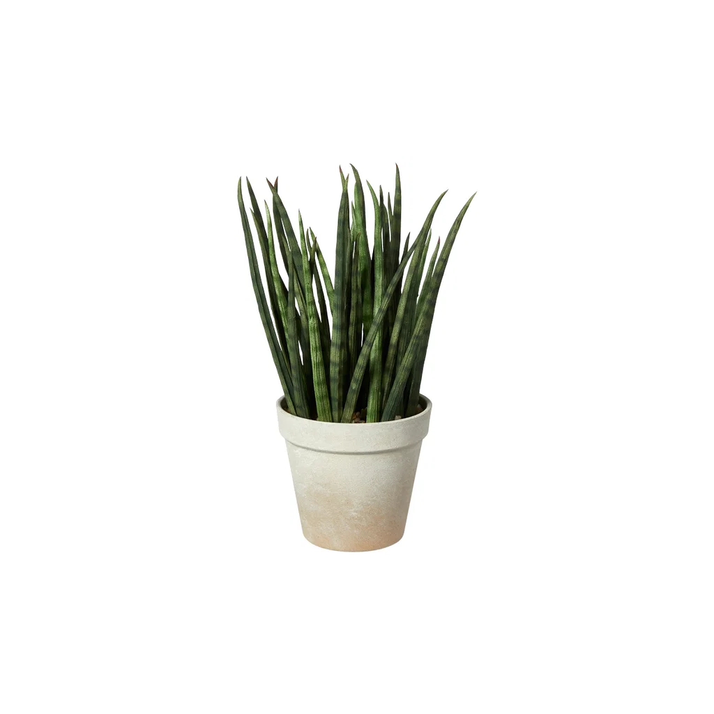 Agave Í Potti 15Xh25 Cm
